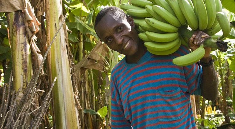 A banana farmer carries a branch of banana bunches