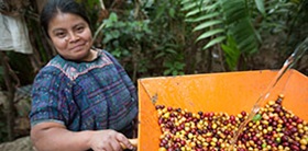 A coffee worker in Acodihue, Guatemala