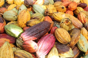 Cocoa pods