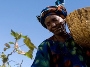 A woman in a cotton field holds a basket