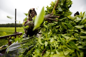 A tea worker loads freshly picked tea leaves