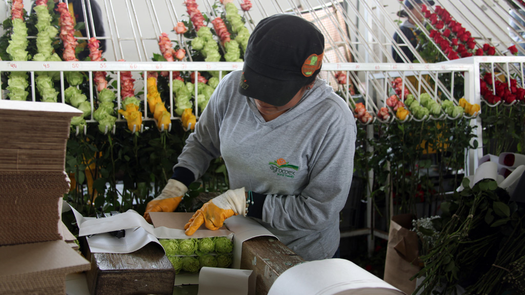 Flower worker with roses