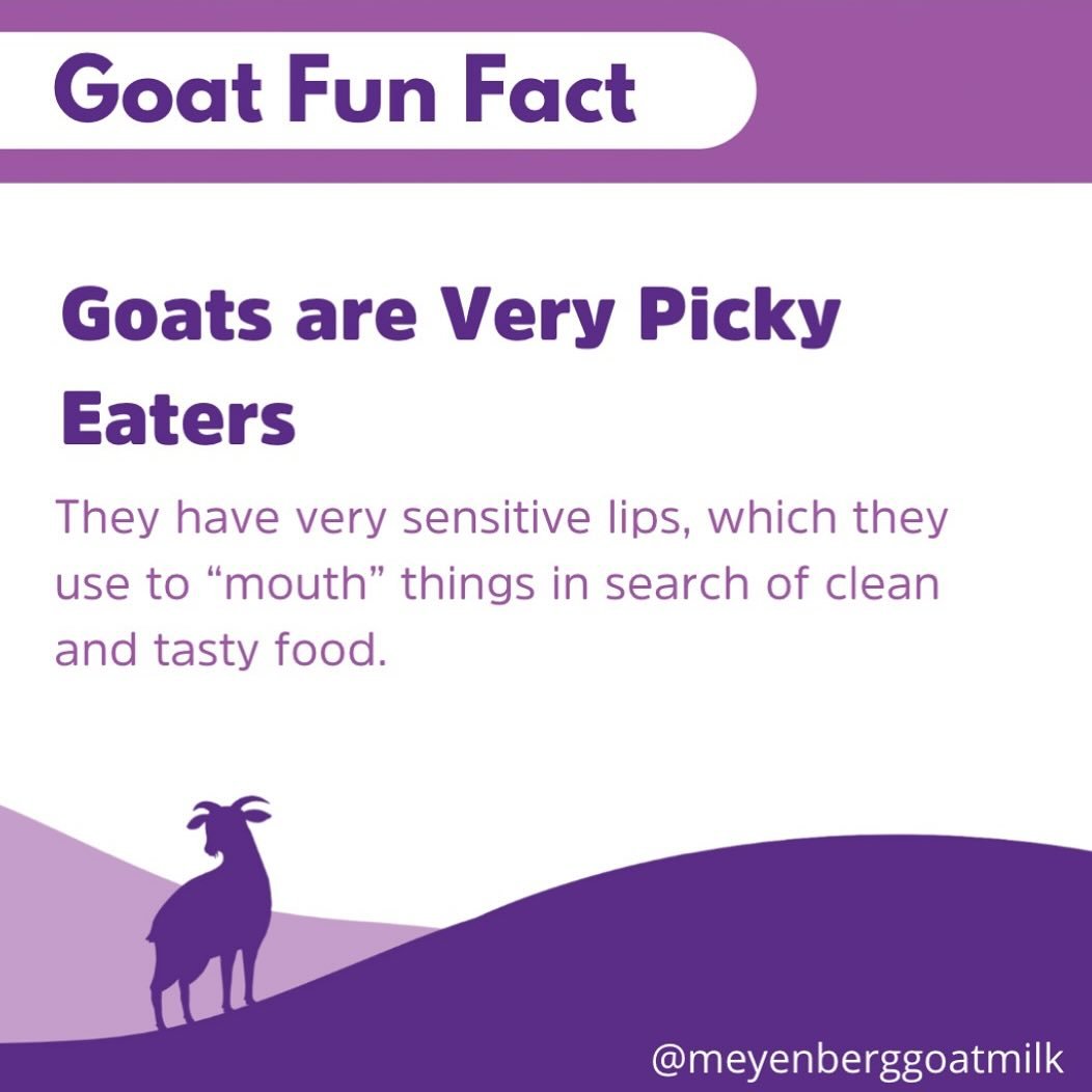 Did you know goats have super sensitive lips? 🐐 

They use them to &lsquo;mouth&rsquo; things while searching for fresh and tasty food! 

Fun fact: they often refuse to eat hay that&rsquo;s been walked on or left lying around for too long. Talk abou