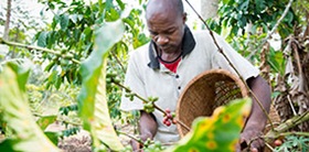 A farmer in the coffee field in Tanzania