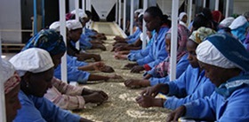 Workers sort through coffee beans in Oromia co-op, Ethiopia