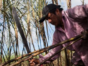 Cutting sugar cane