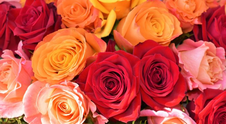 close up of colourful rose heads