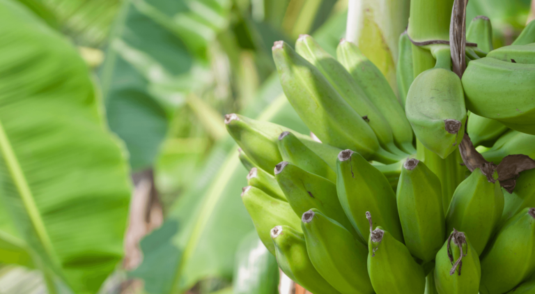 Banana bunch