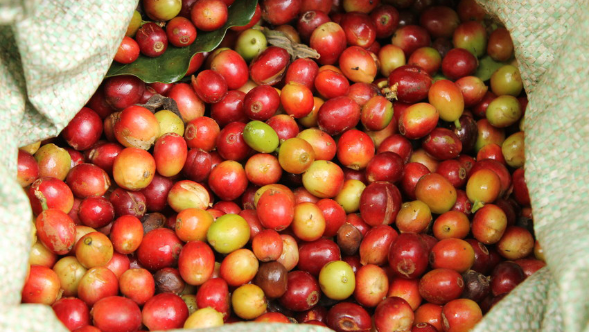 Coffee cherries in sack