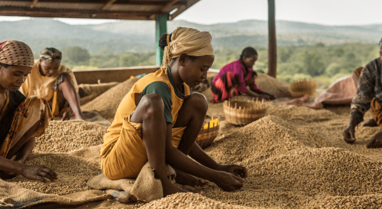 Women sort through dried coffee beans in Ethiopia