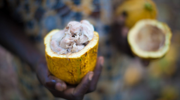 Cut open cocoa pod