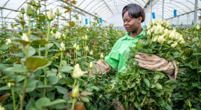 Post-Brexit trade: why ‘no deal’ is a bad deal for farmers and workers in developing countries