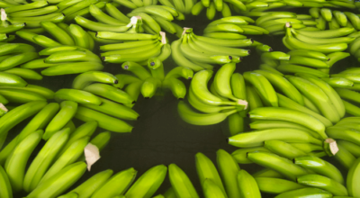 Top 12 facts about Fairtrade bananas